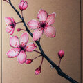 Krasavchikov、Wunderkind、Wollaroom - Sakura