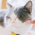 私と猫 - B.G.M.