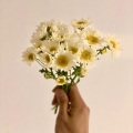 Heino_wu、Chalk - 데이지