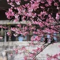 墨染 - 万里桃花落