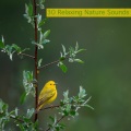 30 Relaxing Nature Sounds
