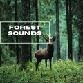 Natural Sounds Selections、Zen Sounds、Nature Sound Collection - Frogs In The Wild