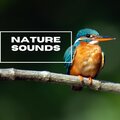 Natural Sounds Selections、Zen Sounds、Nature Sound Collection - River And Frogs Sounds