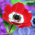 Charly Sunflower、Chris Johnson - Labyrinth