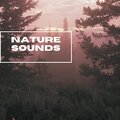 Nature Sounds - Forest In The Wild