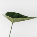 Meditative Music Guru、Tranquility Spa Universe、Water Spa - Sweet Dreams