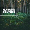 Nature Sounds - Forest Sunrise Sounds