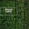 Wild Life - Forest Nature Sounds