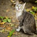 Calm Music for Cats、Music For Cats、RelaxMyCat - Sleep Aid