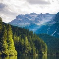 Alpha Brain Waves、Chillout Lounge、White Noise For Baby Sleep - Peace in the Pine Forest