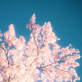 アラナミ - 桜前線