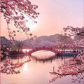 Cesar - Japanese Cherry Blossom