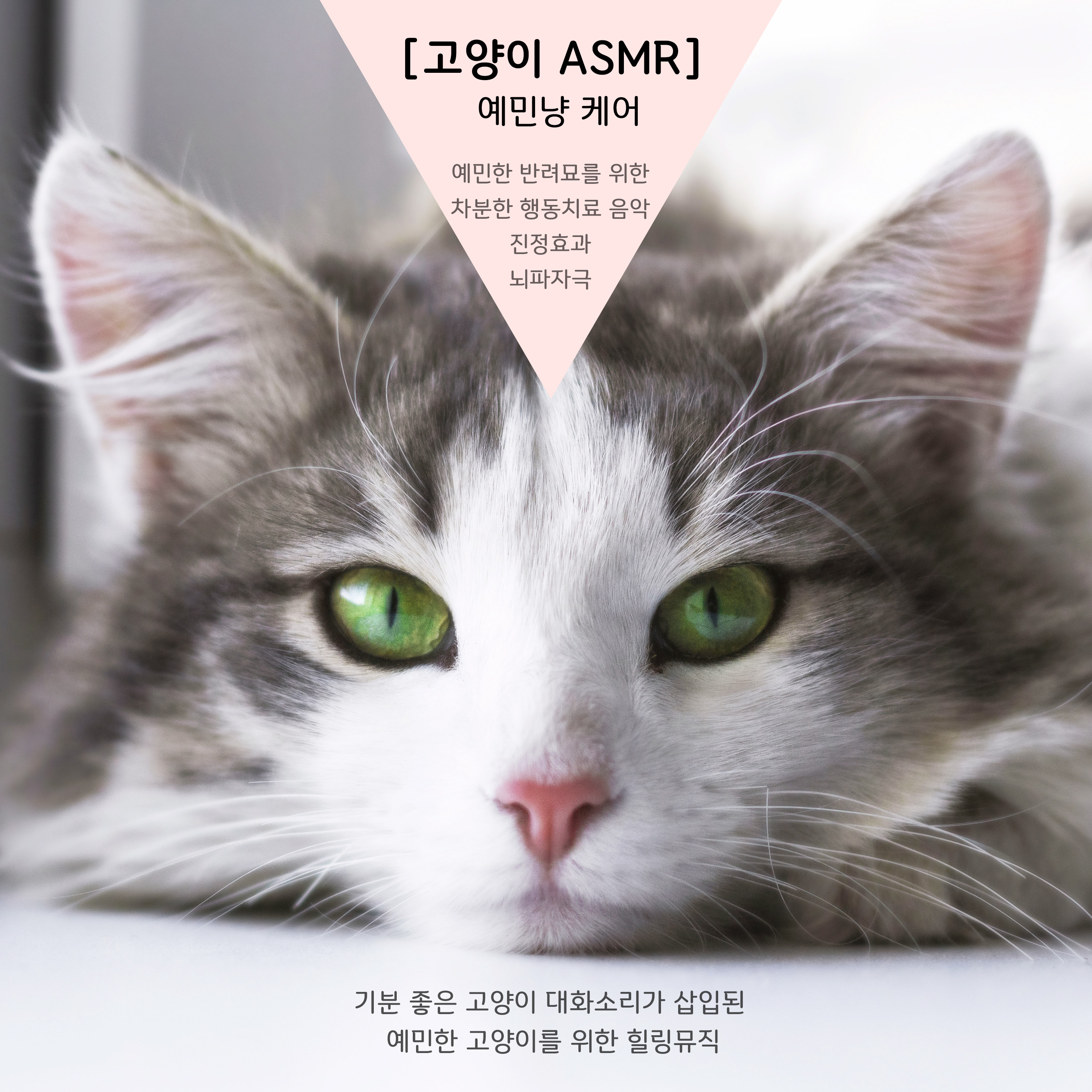 반려동물 테라피 - (고양이 ASMR) 내일도 재밌게 놀자