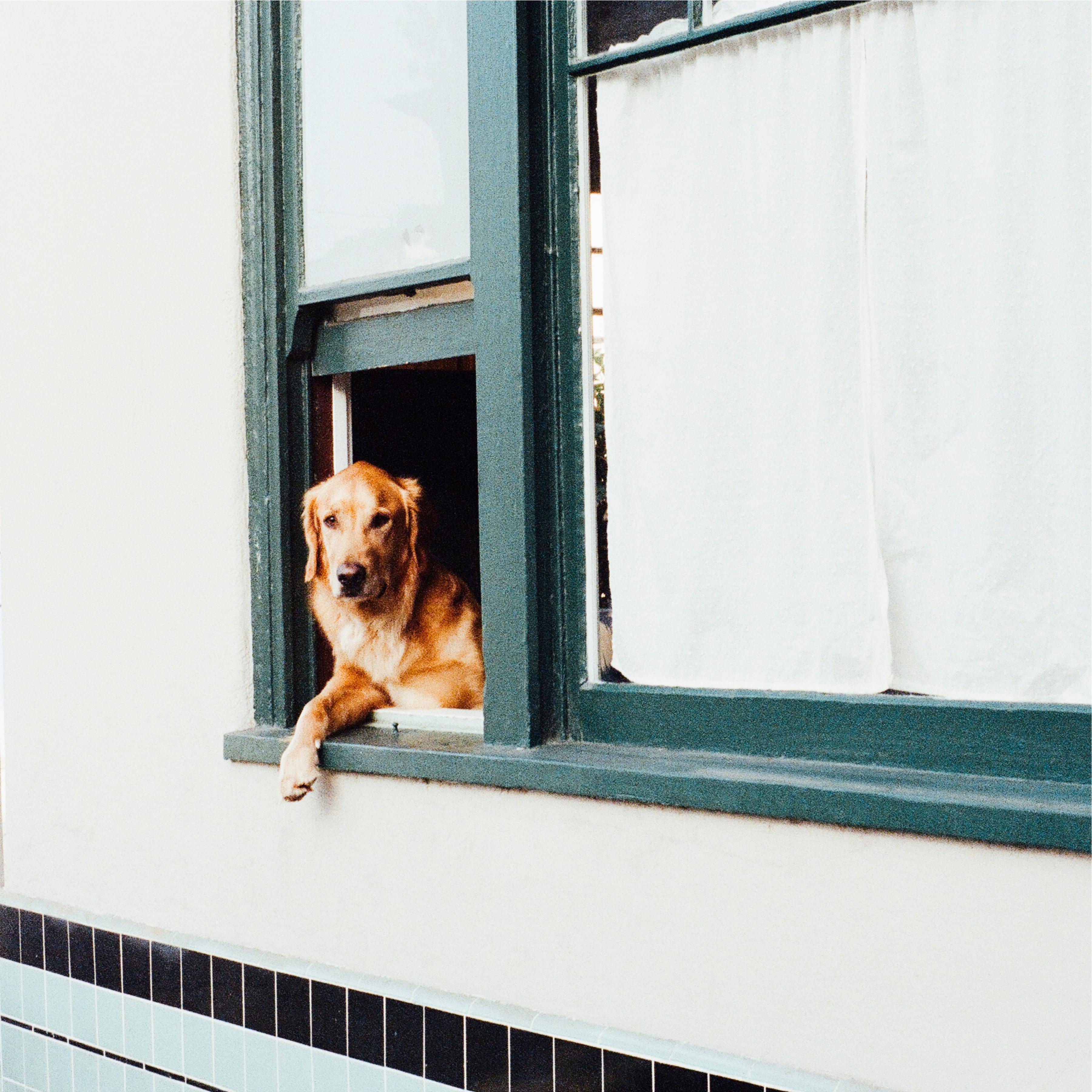 Pet Care Club、Sleepy Dogs、Official Pet Care Collection - Echoes of Peace