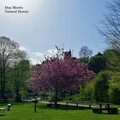 Dan Morris - Natural Beauty