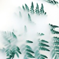 2020 March Tracks of Nature for Spa & Tranquility