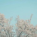 私と猫 - 鳥になって