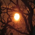 Crook - Sun