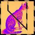 Blind Girls、Climax - Triumphant Koala