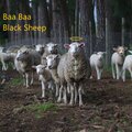 Rey - Baa Baa Black Sheep