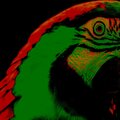 Bird Law、Ósmosis John - Free Film