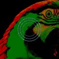 Bird Law、Ósmosis John - Silver Relay