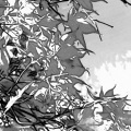 Maple - Antonym