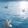 私と猫 - あなたが海を見ているうちに