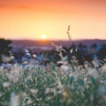 Sleep Waves、Powerthoughts Meditation Club、Life Sounds Nature - Embers