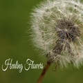 Vibrational Winds - Meditation