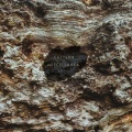 Eastern Miscellanea, vol. 4