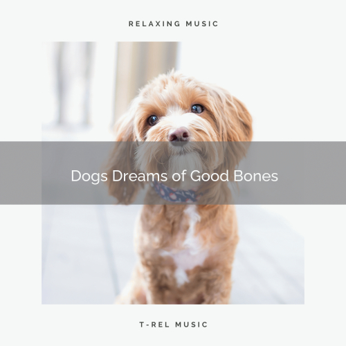 Relax My Dog Music - Vivid Best Dogs and Sleepy Masters