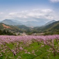 谭明勇 - 又见山里红