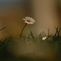 Calvin De Leon - daisy