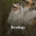 Steve Gracy - Rezdogs