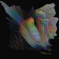 Ciamarro - The Excited Cerimony of Intuition