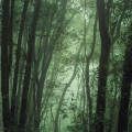 Relajante Música de Piano Oasis、Saludo al Sol Sonido Relajante、Relajantes sonidos de lluvia - Serendipia