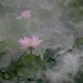 威廉大熊 - 雾里