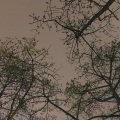 北箐 - 垃圾