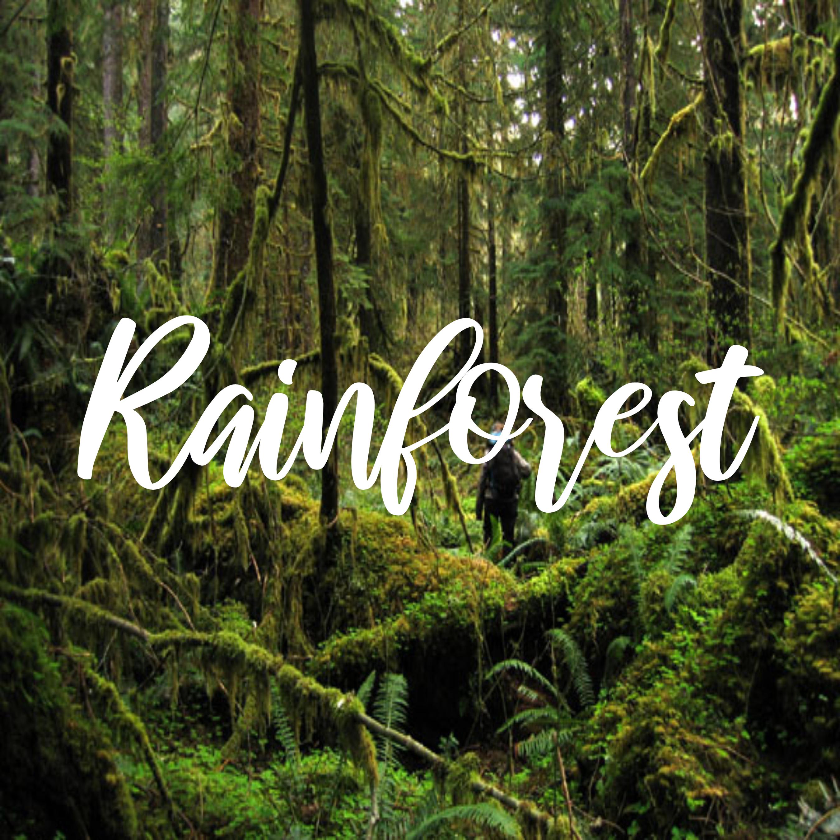 Relaxation、Concentration - Rainforest