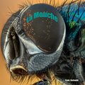 La Mouche