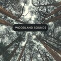 Relaxing Piano Music Consort - Owl Sounds