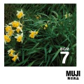 MUJI BGM 7 (Scotland)