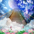 妤宸曦 - 流浪者