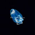 The Silent Ocean - Afterglow