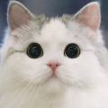 私と猫 - 宙 船 (そらふね)