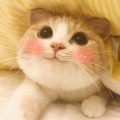 私と猫 - やばい恋
