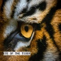 DJ Edm、Exciting Music、Dj Latino Mix - Eye Of The Tiger (Ojo De Tigre)