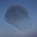 Matteo Myderwyk - Evening Song