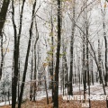 IAX - Winter Forest